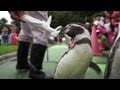 市立室蘭水族館 フンボルトペンギンの大行進 の動画、YouTube動画。