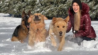 My Dogs React to Their First Snowfall (Cute Reaction)