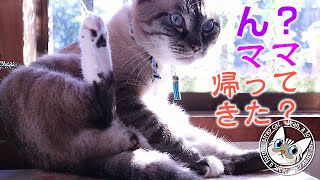 甘えててもママをお迎えに行くジャンくんが可愛い!【Jean & Pont 1934】2019/11/12 #ジャン #ポン 甘えててもママをお迎えに行くジャンくんが可愛い!【Jean & Pont 1934】2019/11/12 #ジャン #ポン