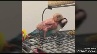 Love Bird Termahal Seharga 340Juta Official Kicau Mania Channel