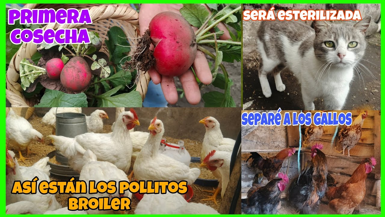 Mi Aves están hermosas, la primera cosecha del huerto, Pérdidas que dolieron🐈‍⬛🐰