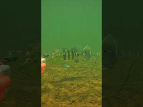 Tucunaré Azul passando