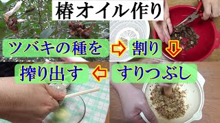 【椿油】公園で拾ったツバキの種で椿オイルを作る