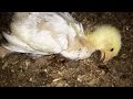 Scientists: Millions of Chickens Are Slaughtered While Still Conscious