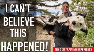 I'm Training My Dog in the WILDERNESS! Stuff Goes Wrong!