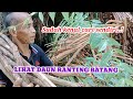 Ciri-ciri Bajakah..! Mencari kayu bajakah merah di hutan Kalimantan//Orang biasa dipedalaman