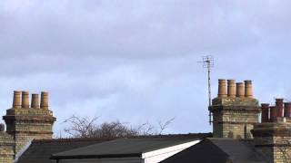 Incredible Sparrowhawk killing dive 23feb15 Cambridge UK 1259p