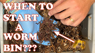 Best Time Of Year To Start A Worm Bin + Fast Vs Slow Food Update | Vermicompost Worm Farm