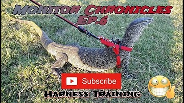 Monitor Chronicles Ep.6‼️(Harness Training)🦖😁👍🏾