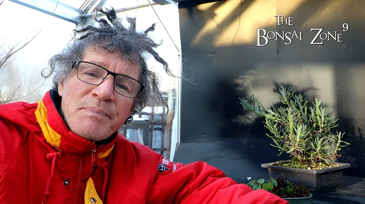 Pruning My Lavender and Black Locust, The Bonsai Zone, Dec 2022