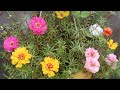 How to Propagate Portulaca/Moss Rose from Cuttings