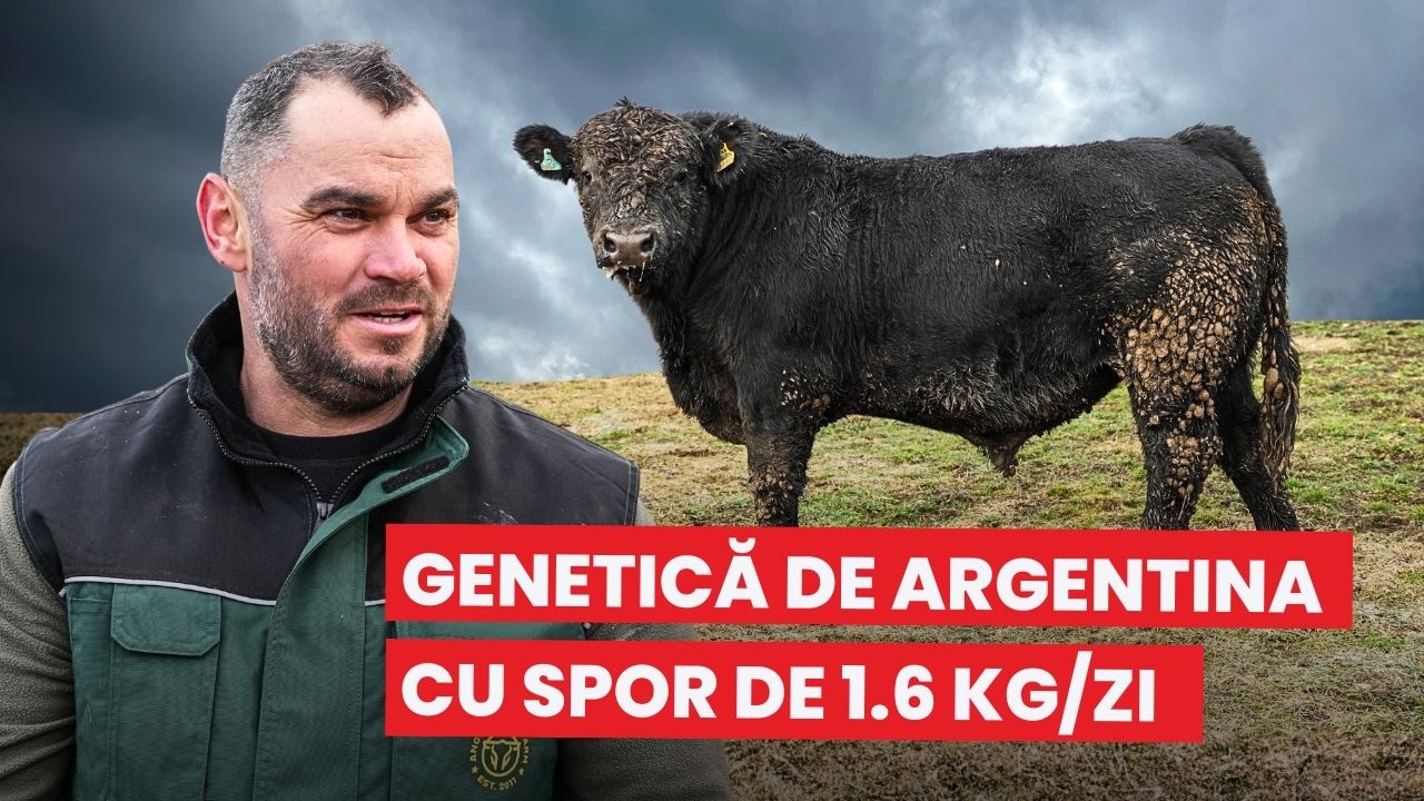 Primul Angus cu genetică de Argentina produs în România! 🇦🇷 Spor de 1,6 kg pe zi #AngusHouseFarm