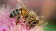 Les abeilles, les insectes pollinisateurs essentiels ile ilgili video