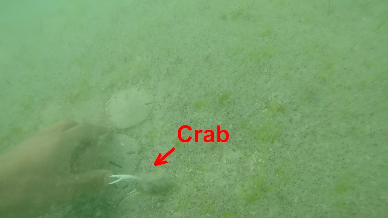 Finding Sand Dollars Englewood Beach Florida YouTube finding-sand-dollars-englewood-beach-florida-youtube