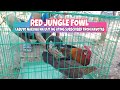 RED JUNGLE FOWL NAKUHA NA ULIT NG ATING SUBSCRIBER FROM NAVOTAS | D'Hunter | BuhayProbinsya