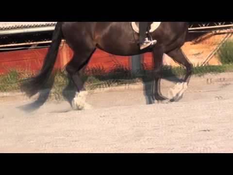 Farting animals compilation   funny cats dogs horses passing gas