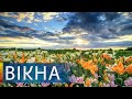 Красота! Самое большое в Украине поле лилий | Вікна-Новини