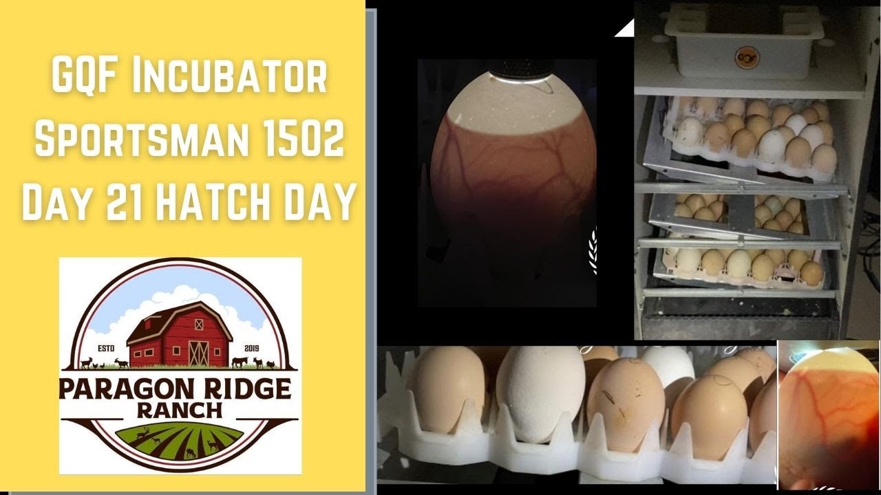 GQF Incubator Sportsman 1502 Day 21 HATCH DAY│ How Many Actually