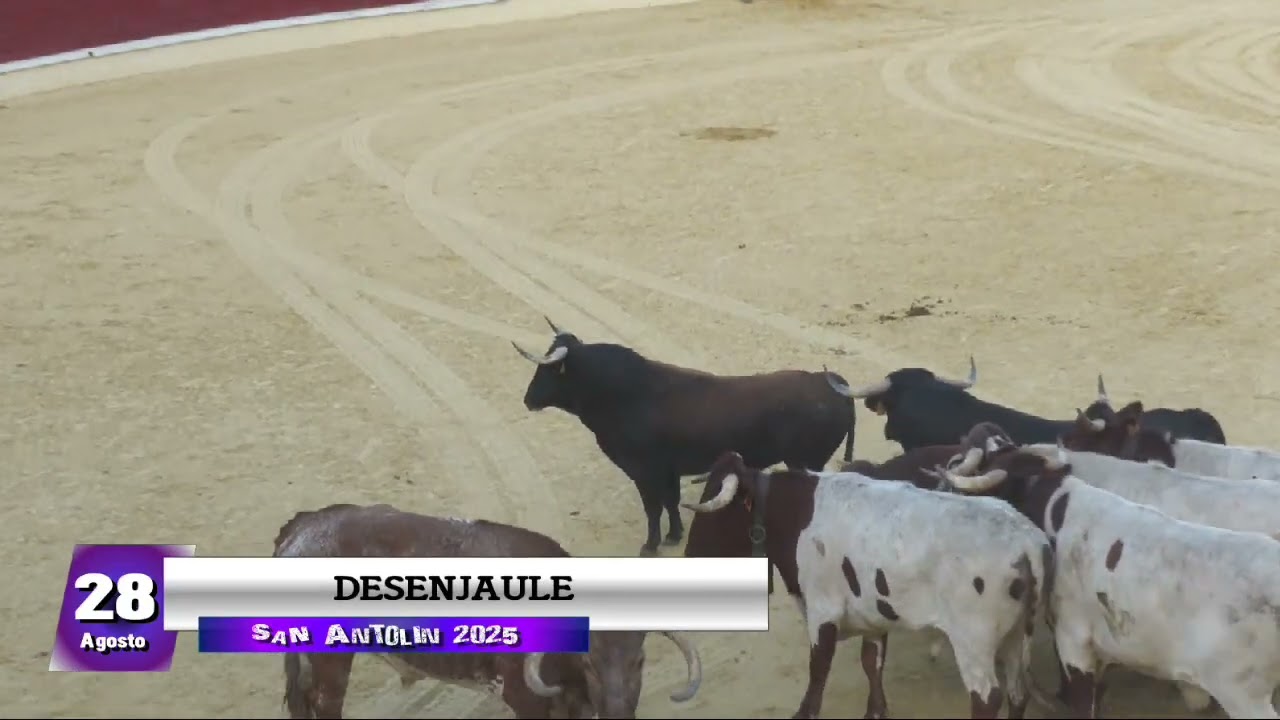 Desenjaule - San Antolín 2025 Medina del Campo