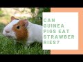 The Ultimate Guide to Feeding Strawberries to Your Guinea Pig