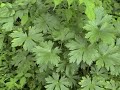 【トリカブト中毒】食べられる山菜と勘違いされていた!