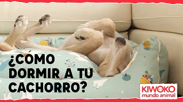 ¿A qué edad pueden los cachorros dormir toda la noche?