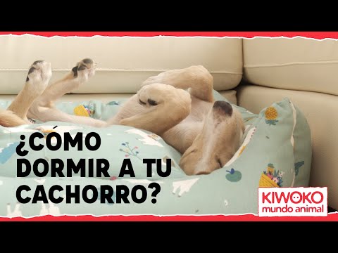 Video: Cómo Entrenar A Tu Perro Para Que Duerma Por La Noche