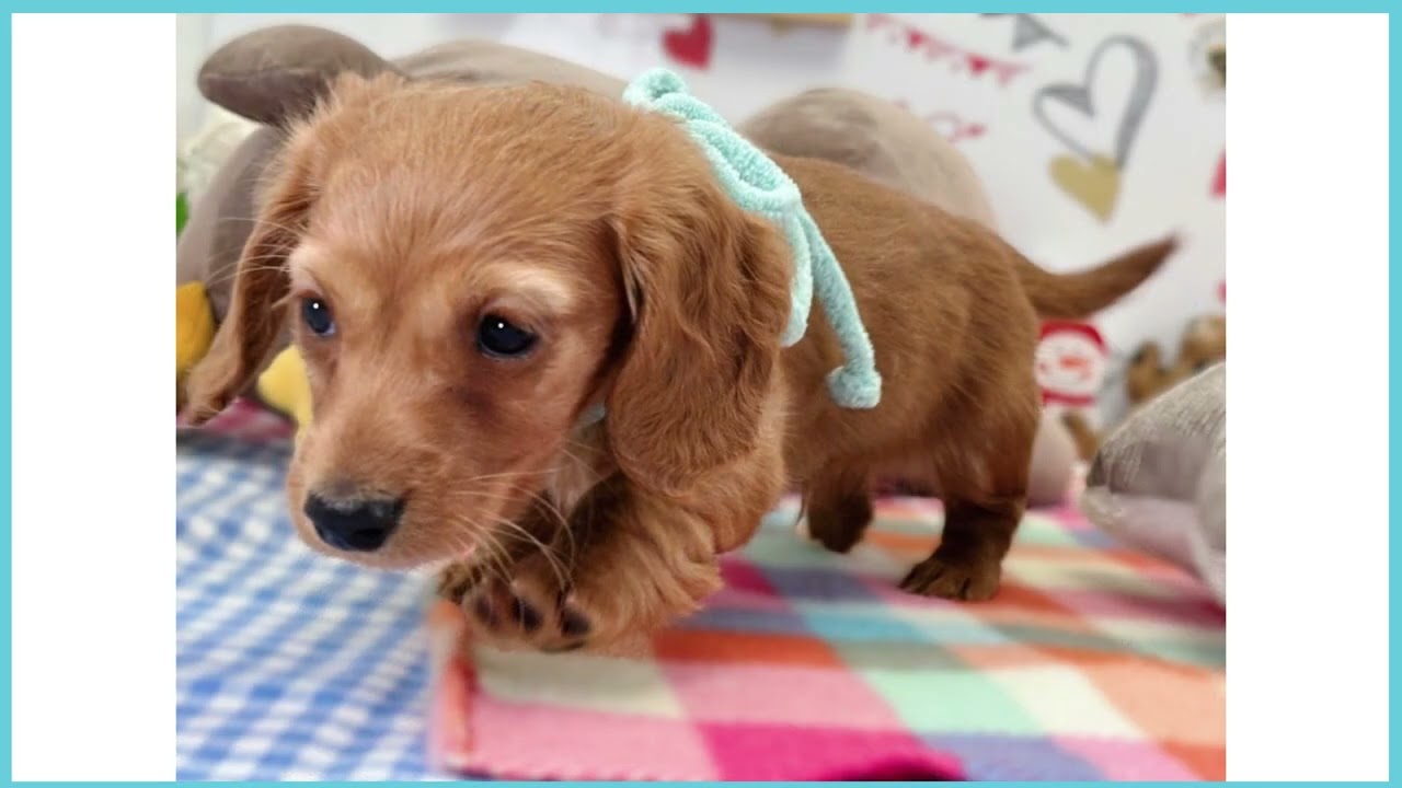 Coo&RIKU No.00747364 M・ダックスフンド - YouTube