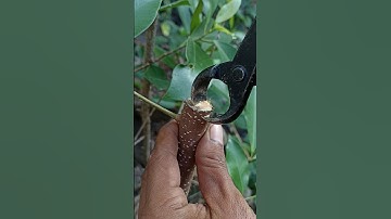 Bonsai cutting ASMR by tools #mjbonsaidaily #shorts #bonsai #shortvideo #yearofyou