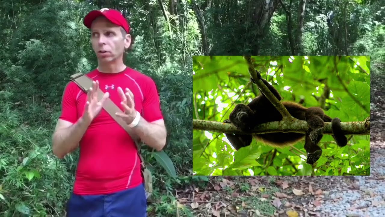 How to see amazing wildlife in Parque Metropolitano / Metropolitan Park Panama City