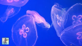 Beautiful Jellyfish Aquarium Relaxing Music For Sleep Study Meditation 4K