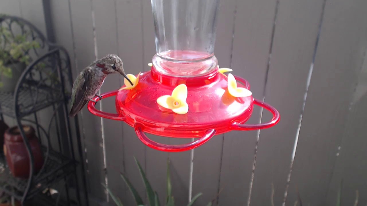 video phone beyonce mp3 Bella Hummingbird Nest Cam 09-03-2018 09:36:00 - 10:36:00