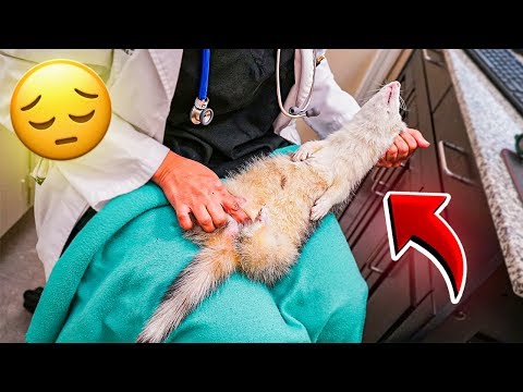 o meu furão teve que ir pro hospital…