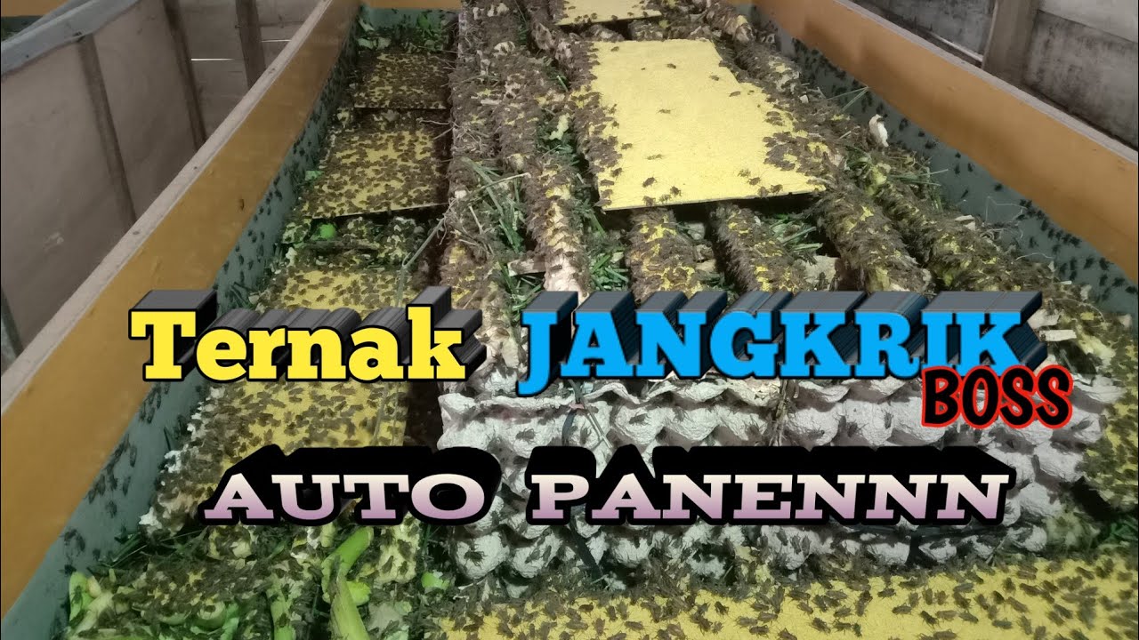 Cara ternak jangkrik untuk pemula.!!? 