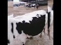 Аусыл ауруын Емдеу 🐎🐄🐑 көріңіздер👍Сіздерге азда болса пайдам тисе демек мен дұрыс жолдамын☝️😊