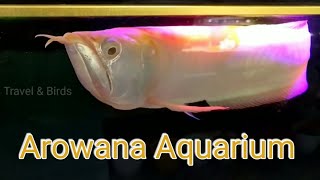 Arowana fish | Arowana Aquarium | Satisfying video #aquarium #arowana #fishtank