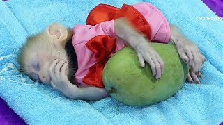 Cute Little Zuji Sleep Cuddle Mango Very Cute And Warm