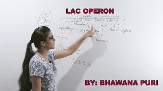 Lac operon II  biology class 12 II biology for neet II biology by bhawna puri II neet II aiims