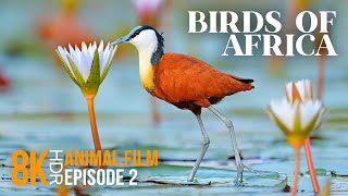 Amazing World of Exotic African Water Birds  8K HDR Wildlife Documentary Film  Episode 2