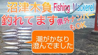 【絶好釣】沼津屈指の有名釣場木負堤防で投げサビキ釣り＆ウキフカセ釣り【Japan Fishing Brownstriped mackerel scad】