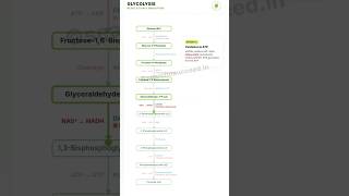 Glycolysis Explained in 9 Seconds| ATP Yield & Key Steps #csirnet #glycolysis #biology #lifesciences