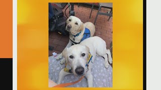 PTL Pupdate: An update on Violet