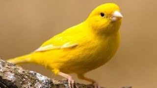 THE SOUND OF THE CANARY BIRD SINGING ALL DAY