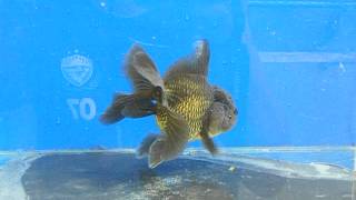 DSCF1590.AVI