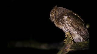 Suara Burung hantu kecil anakan celepuk untuk pikat