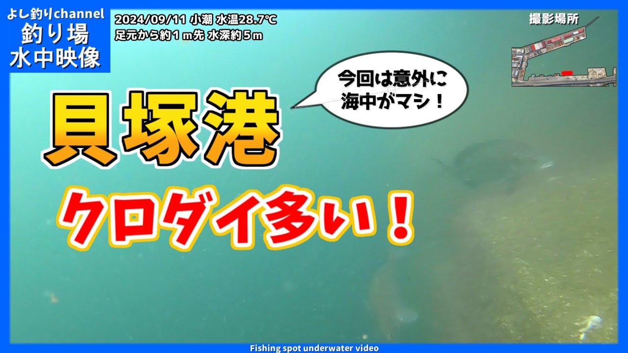 クロダイ多い！】今回は海中が意外にキレイ！大阪の釣り場「貝塚港