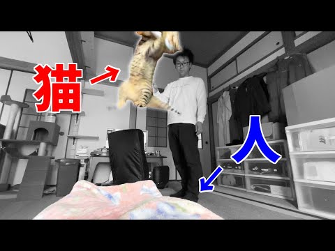 上から猫が降ってくる・・