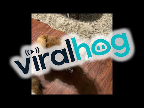 Pompom Pup is Excellent Tap Dancer || ViralHog