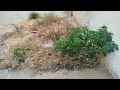 I Transformed This Abandoned Little Garden — The Neighbors Thought I Was Crazy