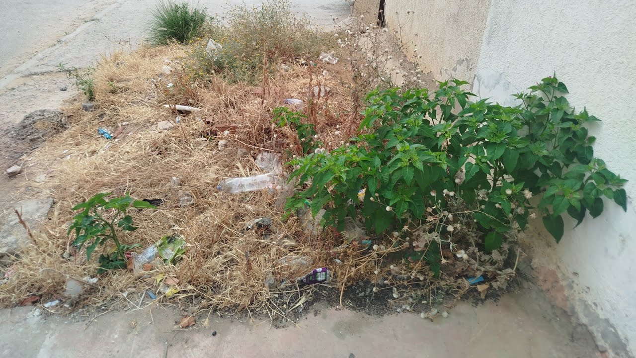 I Transformed This Abandoned Little Garden — The Neighbors Thought I Was Crazy